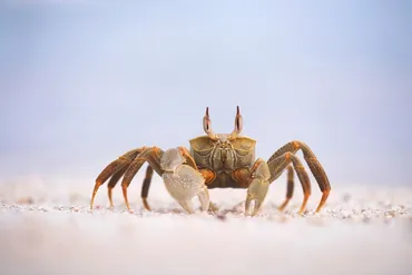 夢占い】カニの夢にはどんな意味がある？食べる・捕まえる・挟まれる…シーンや色別に解説 