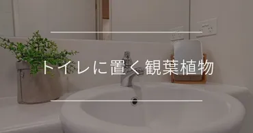 トイレに置く観葉植物