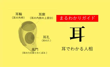 耳の形でわかる？！あなたの運命を占う！耳の形はあなたの性格や運勢を物語る！