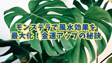 モンステラで風水効果を最大化！金運アップの秘訣 