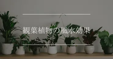 観葉植物の風水