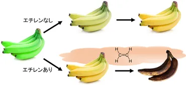 産総研：植物ホルモン（エチレン）を常時モニタリングできる小型センサを開発