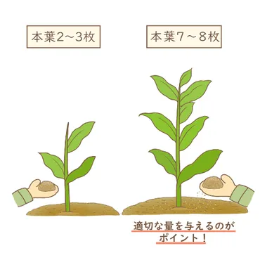 ミョウガ栽培、簡単？自宅で育ててみませんか？ミョウガ栽培の基礎知識とは！？