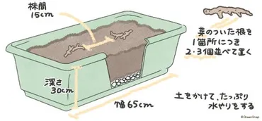 みょうが(茗荷)の栽培・育て方