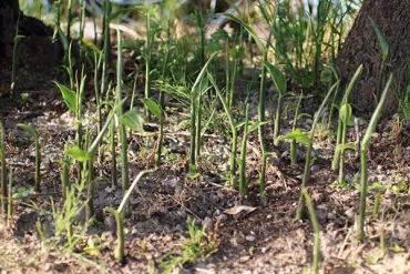 家庭菜園】 ミョウガの育て方