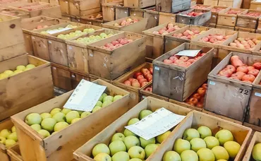 知っているかどうかで、野菜や果物の保存が上手くなる <エチレンガス>