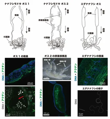 形骸化した性：ナナフシにおいてオスは不要だった！？ 