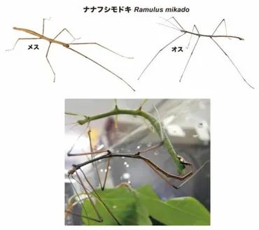 ナナフシのオスはもはや不要⁈ 交尾しても「オスの遺伝子が受け継が