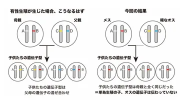 ナナフシのオスはもはや不要⁈ 交尾しても「オスの遺伝子が受け継がれない」と判明 (2/2) 