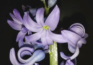 ヒュアキントス】ヒヤシンスの花に「αιαι」と記された印?