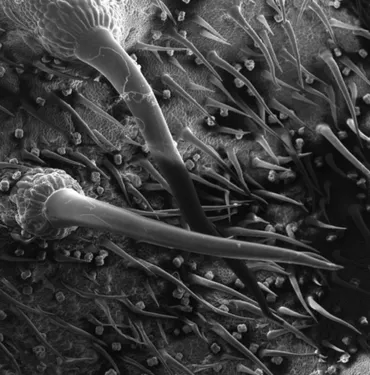 ギンピー・ギンピーってどんな植物？世界一危険な植物の秘密に迫る！ (危険？)世界一危険な植物「ギンピー・ギンピー」の驚くべき毒性