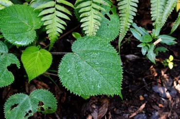 ギンピー・ギンピーってどんな植物？世界一危険な植物の秘密に迫る！ (危険？)世界一危険な植物「ギンピー・ギンピー」の驚くべき毒性