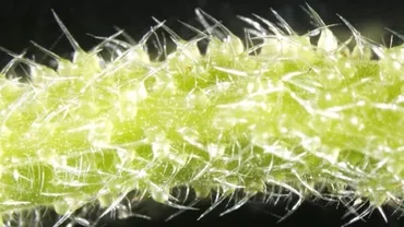 猛毒植物ギンピ・ギンピから新たな神経毒を発見