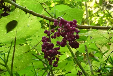 痛みに耐えきれず自死世界一危険な猛毒植物