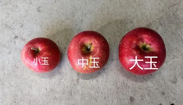 農家直伝】大きいりんごより小さいりんごが美味しい！？大きさによる食味の違い