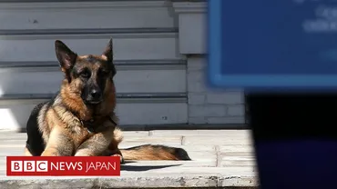 バイデン夫妻、愛犬「チャンプ」の死を発表