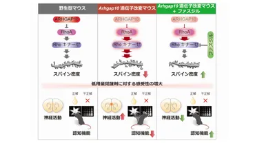 統合失調症の病態解明と治療薬開発に一歩前進―キナーゼが治療標的になり得る可能性を世界で初めて示唆―