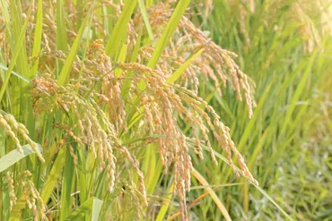 ごはんが黄化する原因とは?食べられる?変色を防ぐ方法も解説