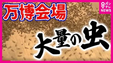 気持ち悪い!しつこい!」万博に大量発生した「ユスリカ」に逃げ回る来場者防虫スプレーは効果期待できずアース製薬に「緊急」援助要請