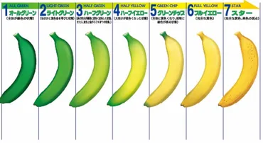 バナナの保存方法：長持ちさせるには？プロが教える選び方や最適な保存場所とは？バナナを美味しく長持ちさせる！保存方法の秘訣をご紹介
