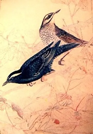『鳥類写生図譜』の世界へ！ 藤牧義夫と土岡春郊、鳥を愛した画家たちの足跡を辿る旅？幻の『鳥類写生図譜』：100種の鳥たちが描く、美と情熱の記録