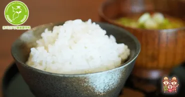 食料危機から国民を守る！備蓄米って何？その役割と最新情報(？)食料安全保障を支える備蓄米の現在地