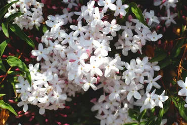 ジャスミンティーの茶葉ってジャスミンの花じゃないの？ 