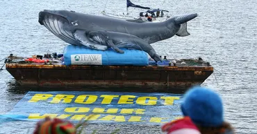 これが捕鯨のリアル… クジラでぶつかりあう「正しさ」、日本の小さな町から見えること