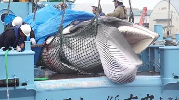 日本で商業捕鯨が再開 ただし国内の鯨肉需要は減少傾向 