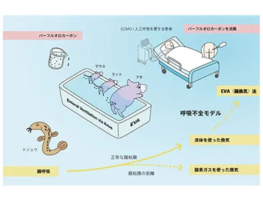 腸呼吸？ 人間の肛門から酸素を吸収する技術とは？腸呼吸の実用化が期待される!!?