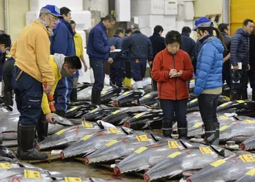 築地市場のマグロ競り： 早朝の熱気は？競りのスピードと独自のコミュニケーションとは!!?