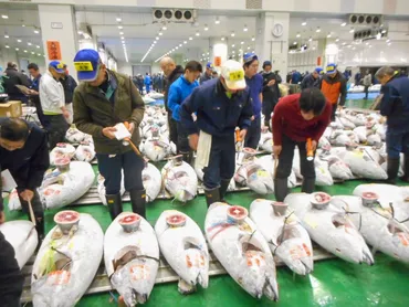 豊洲でマグロの競り値はこう決まる：高値は天然・はえ縄の大型 