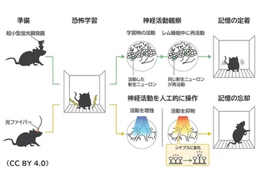 レム睡眠中の脳の再生能力が記憶を定着させる – 睡眠中の記憶固定化のメカニズムにせまる 