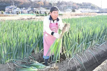 太くて甘い「矢切ねぎ」 松戸の特産品、収穫最盛期 ／千葉 