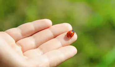 てんとう虫を見かけたら?色や状況別に見るスピリチュアルメッセージ