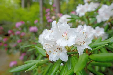 常陸宮家：華麗なる皇室の物語？とは！？