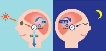 サーカディアンリズム(概日リズム)とは?体内時計の働きと生活リズムを整える方法をわかりやすく解説