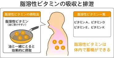 脂溶性ビタミンとその働き 