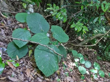 触れただけで地獄の痛み、猛毒植物「ギンピ・ギンピ」からまったく新しい神経毒を発見(オーストラリア)