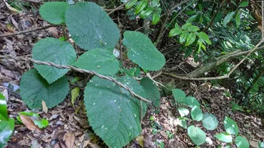 豪州のイラクサ科植物の毒、クモ並みの強さと判明 数週間痛むことも