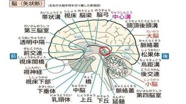 松果体を活性化させる3つの方法・サードアイ覚醒後に得られる能力 