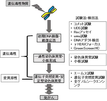 遺伝毒性概要 