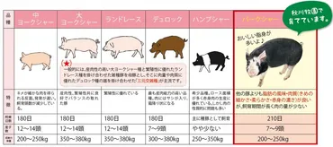 豚肉の種類と交配から、流通経路、栄養価まで！豚肉をもっと美味しく食べる方法とは？豚肉の世界を徹底解剖!!