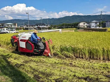 コメ不足！？ 減反政策が招く食料危機の真実減反政策の真実とは！？