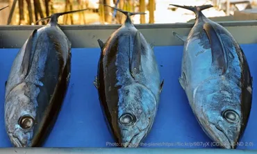 食用魚に紛れ込むマイクロプラスチック問題 