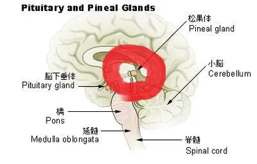 松果体って実はすごい！知られざる神秘の器官の秘密に迫る？！松果体の歴史と役割とは！？