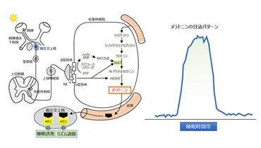 メラトニン 