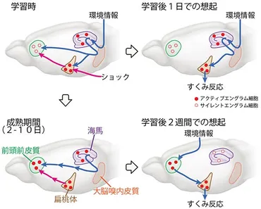 記憶はどのように海馬から大脳新皮質へ転送され固定化されるのか 