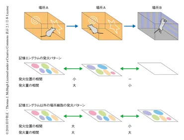 海馬の記憶エングラムは経験の表象へのインデックスである : ライフサイエンス 新着論文レビュー