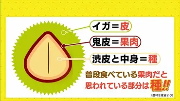 秋の味覚゛栗゛ 実は栄養たっぷり 栗の豆知識も 